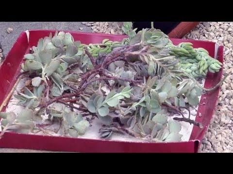 how to replant cut succulents