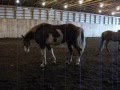 horse theme birthday ideas