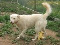 pedidos de filhote