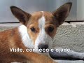 pedidos de filhote