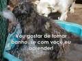 Pedidos de Filhote