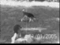 Beagle Breeders | Beagle Puppies Beagle Breeders | Beagle Puppies