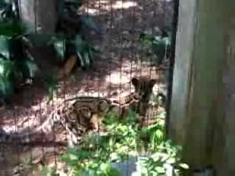 clouded leopard roar