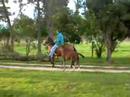 yegua trochadora con cria de privilegio de la ceiba