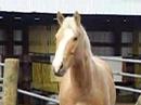 My HOrse Dennis