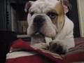 Bulldog Inglés video