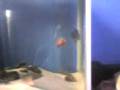 videos de mi piraña 2.3gp