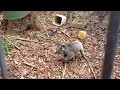 http://www.ksinternet.com/ih6r .Koala walking round and round in circles. Very Funny!!