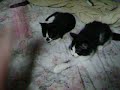 My kittens
