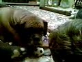 So cute saffy the boxer dog