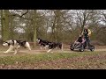 Keith & Sue head out on day 1 of SHCGB Rally at Grimsthorpe, UK. Team of 6 Malamutes pulling a Dyck Cart.