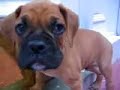 Oscar when he was a puppy