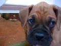 Oscar when he was a puppy