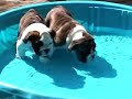 Bringing Home Doc and Wyatt