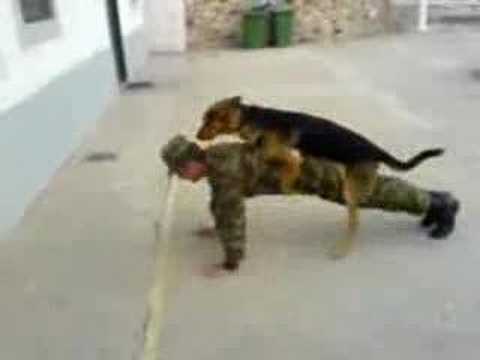 doberman attaque