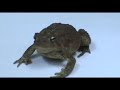 The Hungry Toad The Hungry Toad