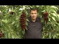 Cherry, Plum & Apricot Mini Orchard