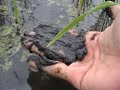 Uji Coba lahan pasir 
