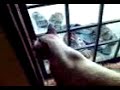 my cats