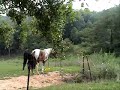 Horses ~
