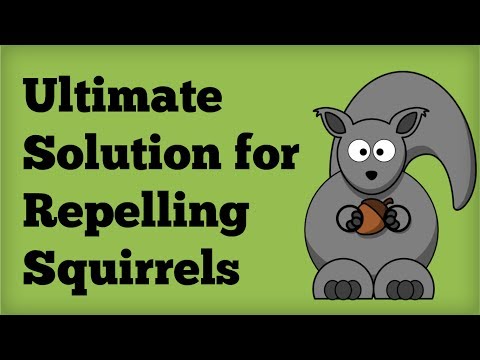 how to get more squirrels in your yard