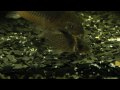 Corydora puncher que adquiri há poucos dias. Muito bonita! 