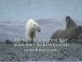 A bear Vs Morses (Global warming)