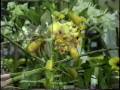 III Exposição de Orquídeas de Bambuí - MG, realizado pela AOBI (Associação Orquidófila de Bambuí), em setembro de 2008.Vídeo de caráter independente, não tendo seu produtor nenhum vínculo com a organização do evento.