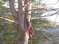 potature  in tree climbing arrampicata