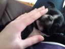 Louie belly rub Louie belly rub