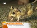 acayip hayvanlara benziyor