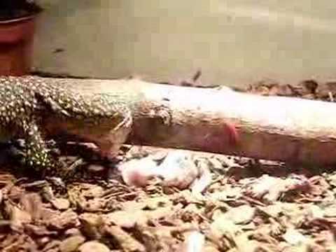 Mangrove monitor lizard ripping ...