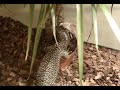 Mangrove monitor lizard ripping mouse(comment)