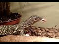 Mangrove monitor lizard ripping mouse(comment) Mangrove monitor lizard ripping mouse(comment)