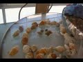 Marine Hermit Crabs-3