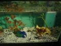 My 35Gal. Community tank feeding on bloodworms