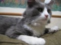 videos de Houdini Purring