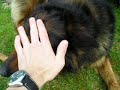 Squale Squale