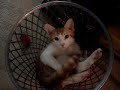 Cat in a basket Cat in a basket