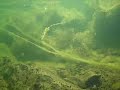 Underwater Metal Detecting for Civil War Relics