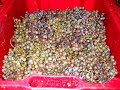 Les Vendanges en Jurançon ! Fin. Les Vendanges en Jurançon ! Fin.