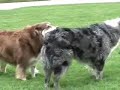 Honkin on BoBo