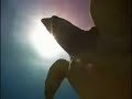 PLAYA DEL CARMEN DIVE Sabalos & Barracuda