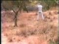 videos de Kwekwe Pistol Club - 1982 - Jungle Lane