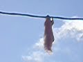 Electrocuted Squirrel Electrocuted Squirrel