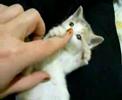 はねるのトびら