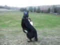 funny tricks from Dog