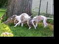 Whippet pups