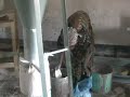 Malawi and the Work of LifeNets -- the Maize Mill Malawi and the Work of LifeNets -- the Maize Mill