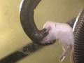 Stiletto Snake Striking